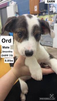 Ordie -  Retriever Dog for Adoption in Bull Valley, Illinois - Ordie | PetCurious