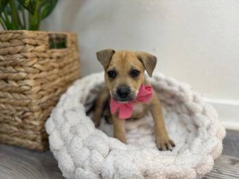 Pit Bull Terrier and Labrador Retriever Dogs Available for Adoption - Mary Moore Kisses | PetCurious