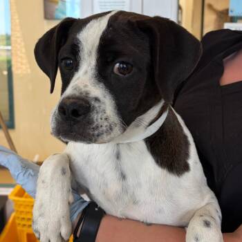 Charlotte -  Boxer and Mixed Breed Dog for Adoption in Nashville, Tennessee - Charlotte | PetCurious