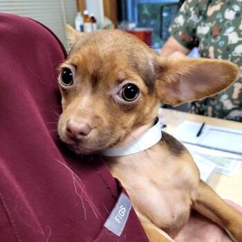 Pumpkin -  Chihuahua and Mixed Breed Dog for Adoption in Belfair, Washington - Pumpkin | PetCurious