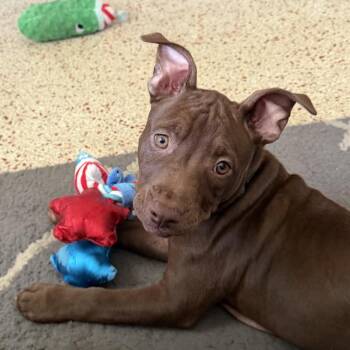 Jules -  Terrier Dog for Adoption in Fort Lauderdale, Florida - Jules | PetCurious