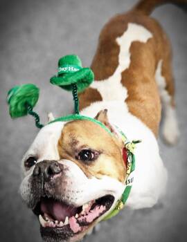 American Staffordshire Terrier and Pit Bull Terrier Dogs Available for Adoption - Hector | PetCurious