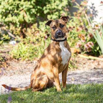 Rescue Boxer and Pit Bull Terrier Dogs for Adoption in Council Bluffs, Iowa - Buckley | PetCurious