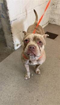 SHERI -  French Bulldog and Pit Bull Terrier Dog for Adoption in San Bernardino, California - SHERI | PetCurious