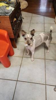 Max -  Schnauzer and Shih Tzu Dog for Adoption in Alexandria, Kentucky - Max | PetCurious