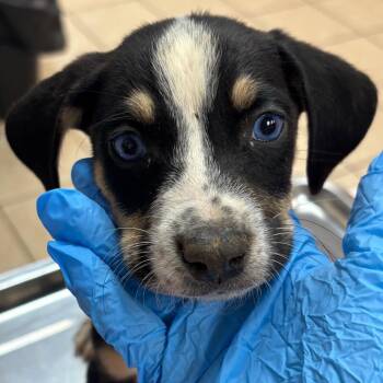 Hermes -  Hound and Mixed Breed Dog for Adoption in Birmingham, Alabama - Hermes | PetCurious