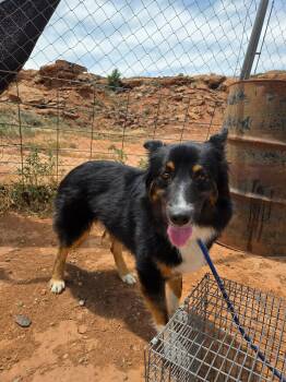 Arlo -  Australian Shepherd Dog for Adoption in Roosevelt, Utah - Arlo | PetCurious