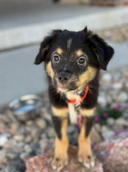 Drover 2299 -  Australian Shepherd Dog for Adoption in Aurora, Colorado - Drover 2299 | PetCurious