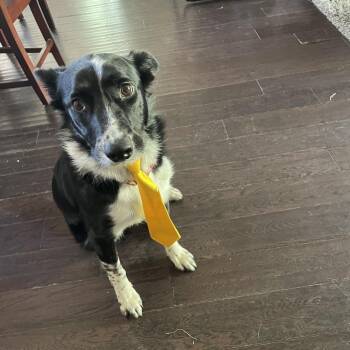 Border Collie Dogs Available for Adoption in Columbia, Missouri - Tex | PetCurious