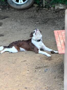 Rescue American Bully Dogs for Adoption in Castle Shann, Pennsylvania - Bane | PetCurious