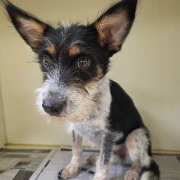 Rescue Terrier and Australian Cattle Dog Blue Heeler Dogs for Adoption in Kingman, Kansas - Banjo | PetCurious