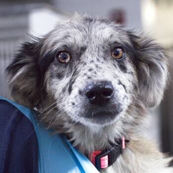 Emerald -  Australian Shepherd and Mixed Breed Dog for Adoption in South Elgin, Illinois - Emerald | PetCurious