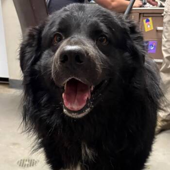 Collie and Mixed Breed Dogs Available for Adoption in Yuma, Arizona - Banks | PetCurious