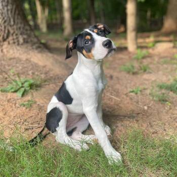 Laverne -  Hound and Jack Russell Terrier Dog for Adoption in Rock Hill, South Carolina - Laverne | PetCurious