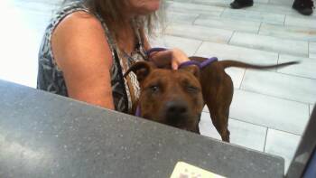 A1270171 -  Mixed Breed Dog for Adoption in Charlotte, North Carolina - A1270171 | PetCurious