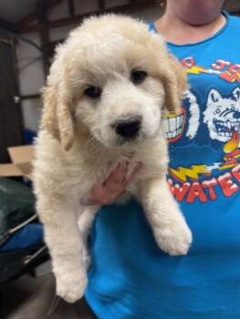 Peggy -  Great Pyrenees and Poodle Dog for Adoption in Cushing, Oklahoma - Peggy | PetCurious