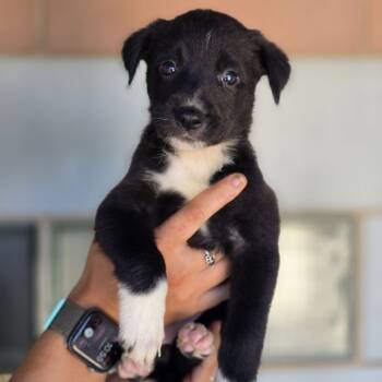 Rescue Labrador Retriever Dogs for Adoption in Abilene, Texas - Gladys | PetCurious