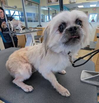 Rescue Shih Tzu Dogs for Adoption in Lake Orion, Michigan - Teddy | PetCurious