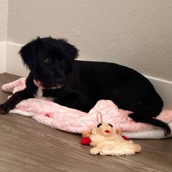 Nova -  Terrier and Mixed Breed Dog for Adoption in Riverside, California - Nova | PetCurious