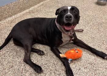LEA -  Pit Bull Terrier and Mixed Breed Dog for Adoption in Colorado Springs, Colorado - LEA | PetCurious