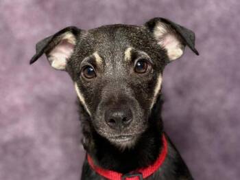 Cashew -  Miniature Pinscher Dog for Adoption in Portland, Oregon - Cashew | PetCurious