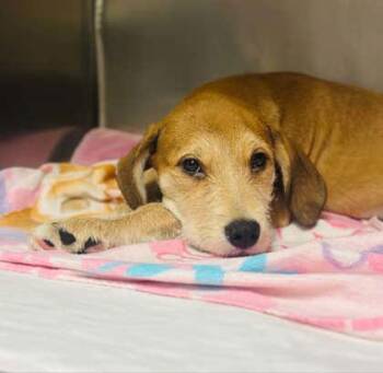 Mixed Breed Dogs Available for Adoption in West Chester, Pennsylvania - Lady | PetCurious