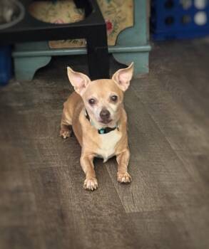 *Emerald GREEN -  Chihuahua Dog for Adoption in Pittsburg, California - *Emerald GREEN | PetCurious