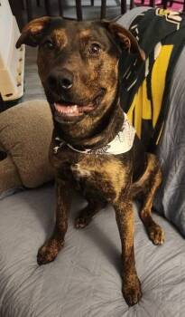 Rescue Pit Bull Terrier and Mixed Breed Dogs for Adoption in Glendale, Arizona - Turbo | PetCurious