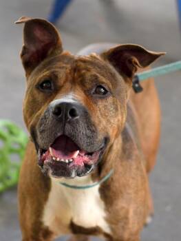 Rescue Pit Bull Terrier Dogs for Adoption in Roanoke, Virginia - Rose | PetCurious