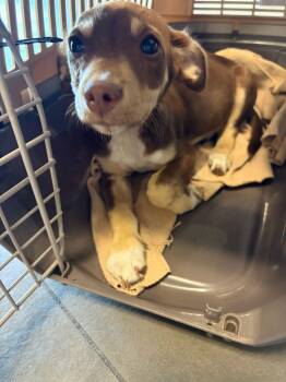 Dobby -  Mixed Breed Dog for Adoption in Anna, Texas - Dobby | PetCurious