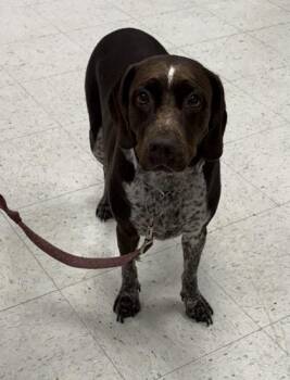 American Water Spaniel and Mixed Breed Dogs Available for Adoption - Shadow | PetCurious