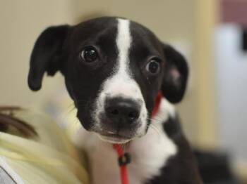Gummy Bear -  Pit Bull Terrier and Boston Terrier Dog for Adoption in Portland, Oregon - Gummy Bear | PetCurious