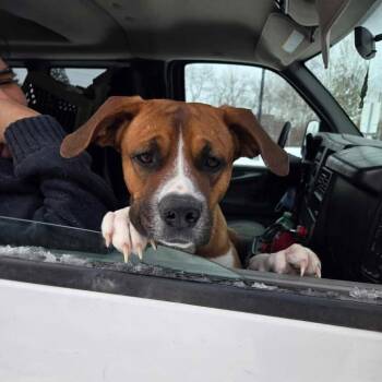 Boxer Dogs Available for Adoption - Rusty (20260210-04) | PetCurious