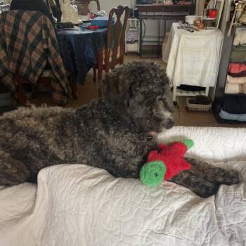 Bud -  Poodle and Mixed Breed Dog for Adoption in Spokane, Washington - Bud | PetCurious