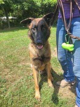 Opie -  Belgian Shepherd Malinois Dog for Adoption in Linton, Indiana - Opie | PetCurious