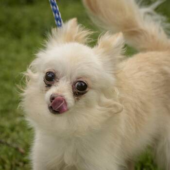 Carlos -  Chihuahua Dog Available for Adoption in Lambertville, New Jersey - Carlos | PetCurious