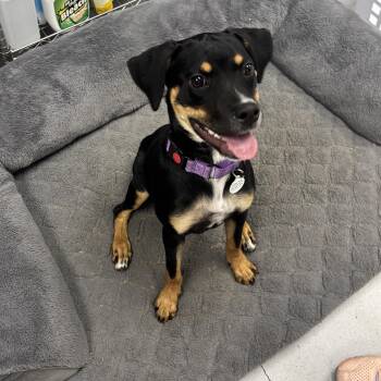Nellie -  Miniature Pinscher Dog for Adoption in Penns Grove, New Jersey - Nellie | PetCurious
