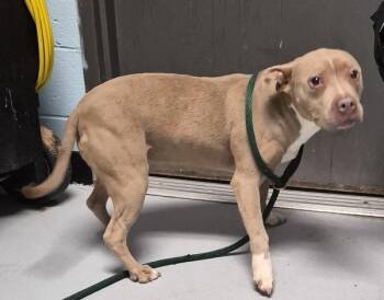 Pit Bull Terrier Dogs Available for Adoption in Lawrenceville, Georgia - Pen 179 Marley | PetCurious