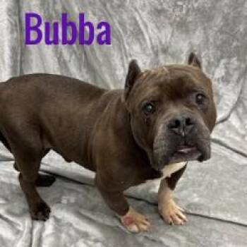 Bubba -  American Bully Dog for Adoption in Pleasantville, New Jersey - Bubba | PetCurious