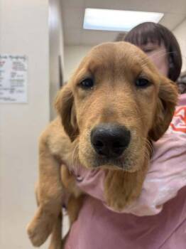 Golden Retriever Dogs Available for Adoption in Wayne, New Jersey - Marigold | PetCurious