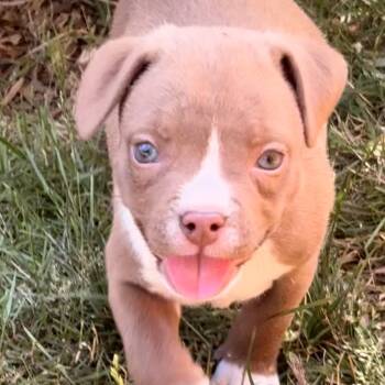 Poppy Winner - Local Pup -  Chocolate Labrador Retriever and Beagle Dog for Adoption in Andover, Massachusetts - Poppy Winner - Local Pup | PetCurious