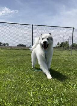 Great Pyrenees and Mixed Breed Dogs Available for Adoption in Columbus, Indiana - Bumble | PetCurious