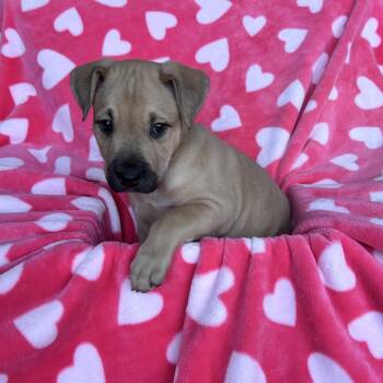 Mixed Breed Dogs Available for Adoption - Boubou Frost | PetCurious