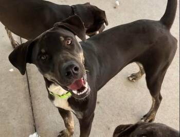 Rescue Mixed Breed Dogs for Adoption in Lampasas, Texas - Sleepy | PetCurious