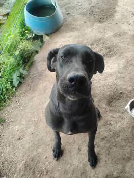Great Dane Dogs Available for Adoption in New York, New York - Hank *foster Needed* | PetCurious