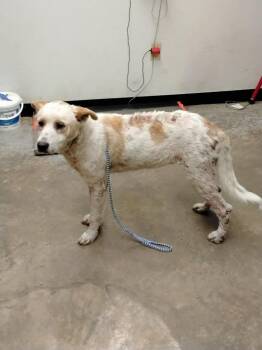 Australian Cattle Dog Blue Heeler and Mixed Breed Dogs Available for Adoption - Bruce | PetCurious