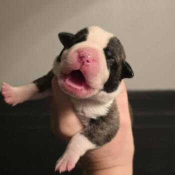 Chanel -  Pit Bull Terrier and Mixed Breed Dog for Adoption in Olathe, Kansas - Chanel | PetCurious