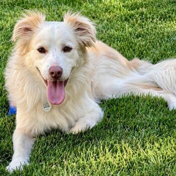 Ollie -  Australian Shepherd and Golden Retriever Dog for Adoption in Mead, Colorado - Ollie | PetCurious