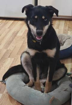 Husky and German Shepherd Dog Dogs Available for Adoption - Carmel | PetCurious
