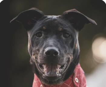 Mountain Dog Dogs Available for Adoption - Rubie | PetCurious